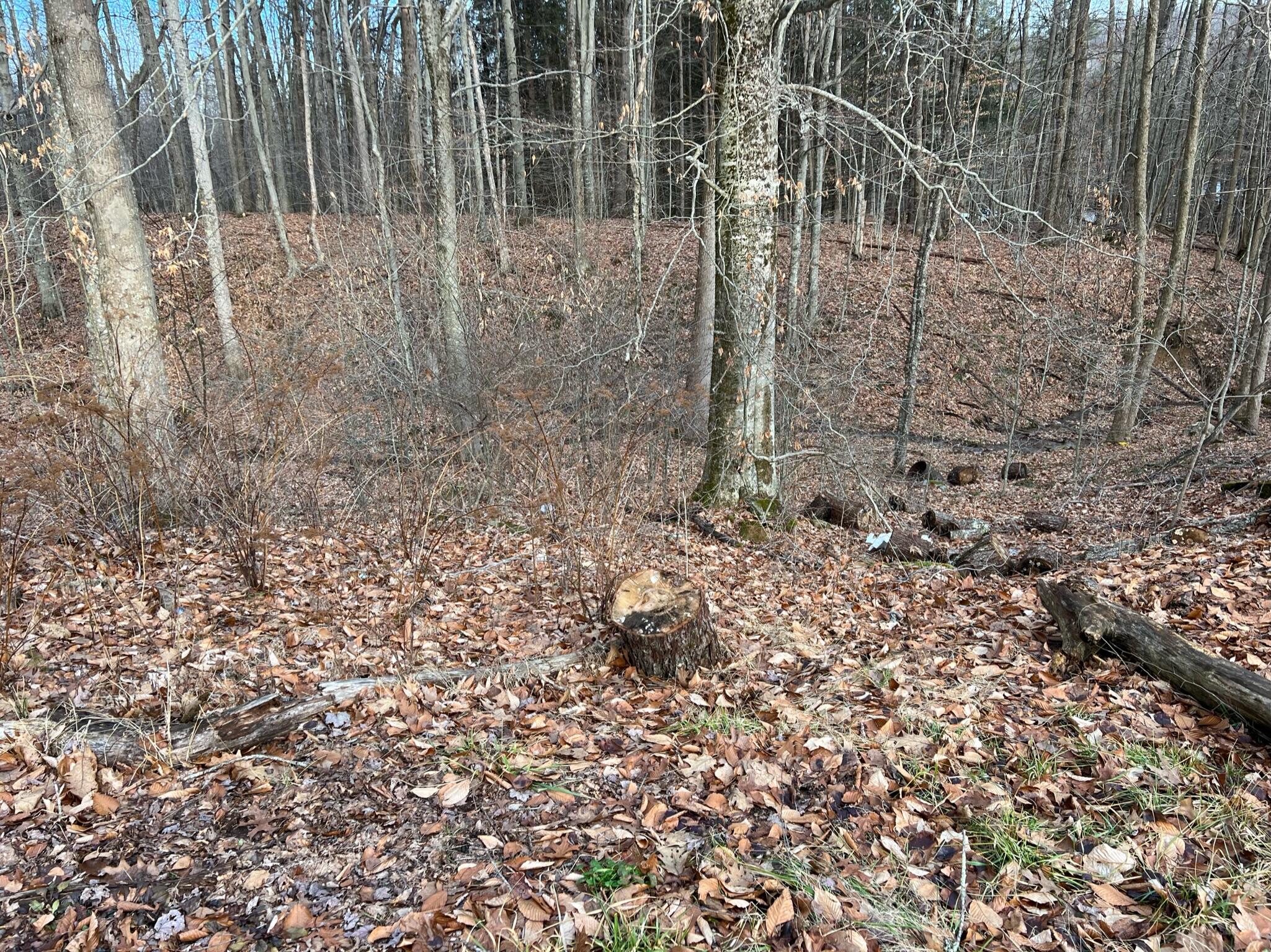 276 Big Mountain Road Rupert, WV 25984 - Photo 21 of 28 Gallery Image 21