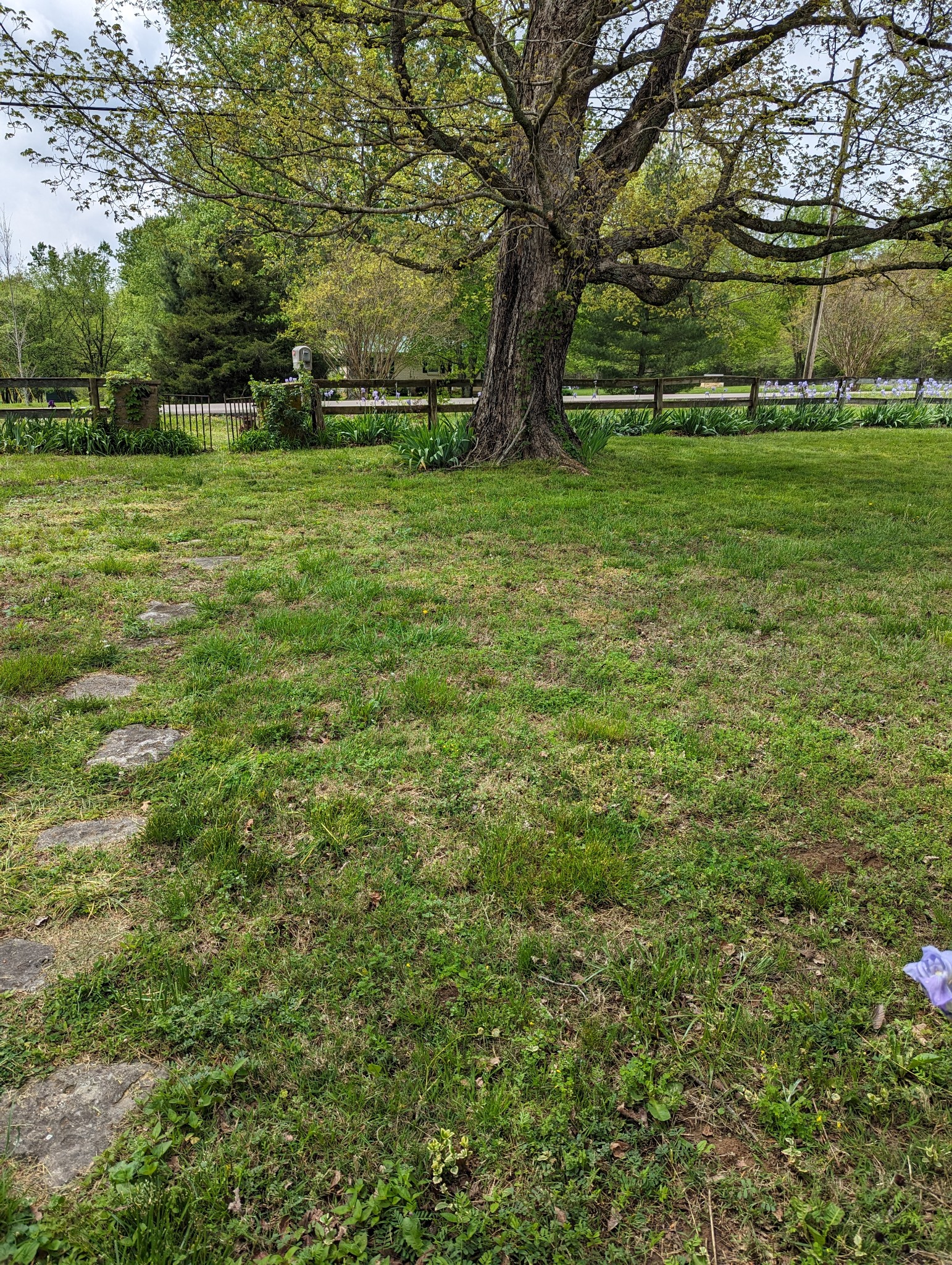 13702 Versailles Road Rockvale, TN 37153 - Photo 17 of 17 Big beautiful trees help provide shade.