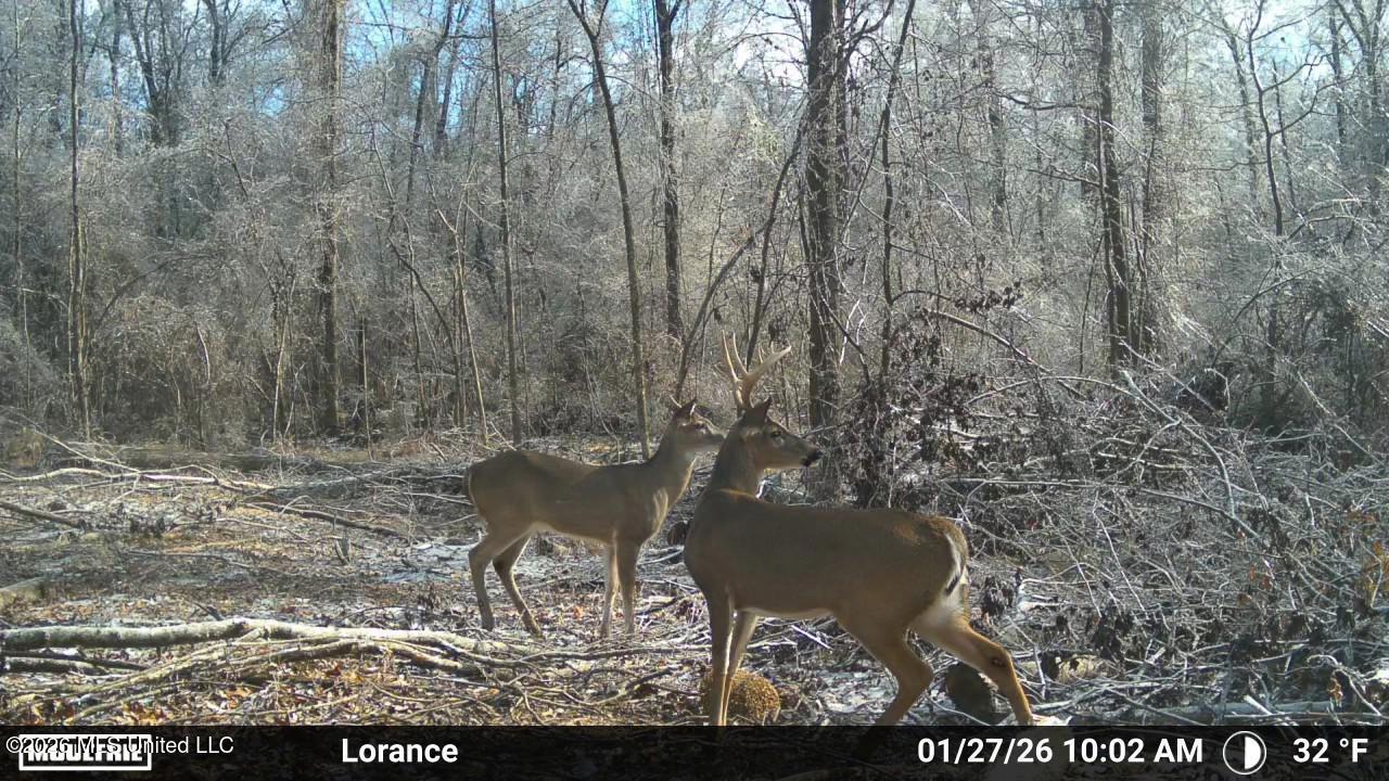 Lorance Road Clinton, MS 39056 - Photo 25 of 25 Temp_2379796-20260127160318-100MFCAM_MFD