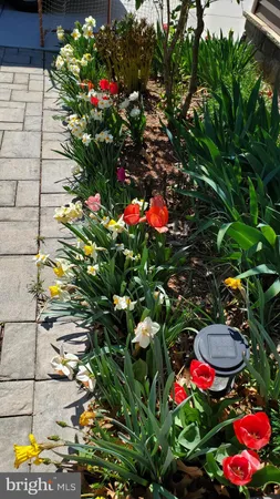 a view of a bunch of flowers