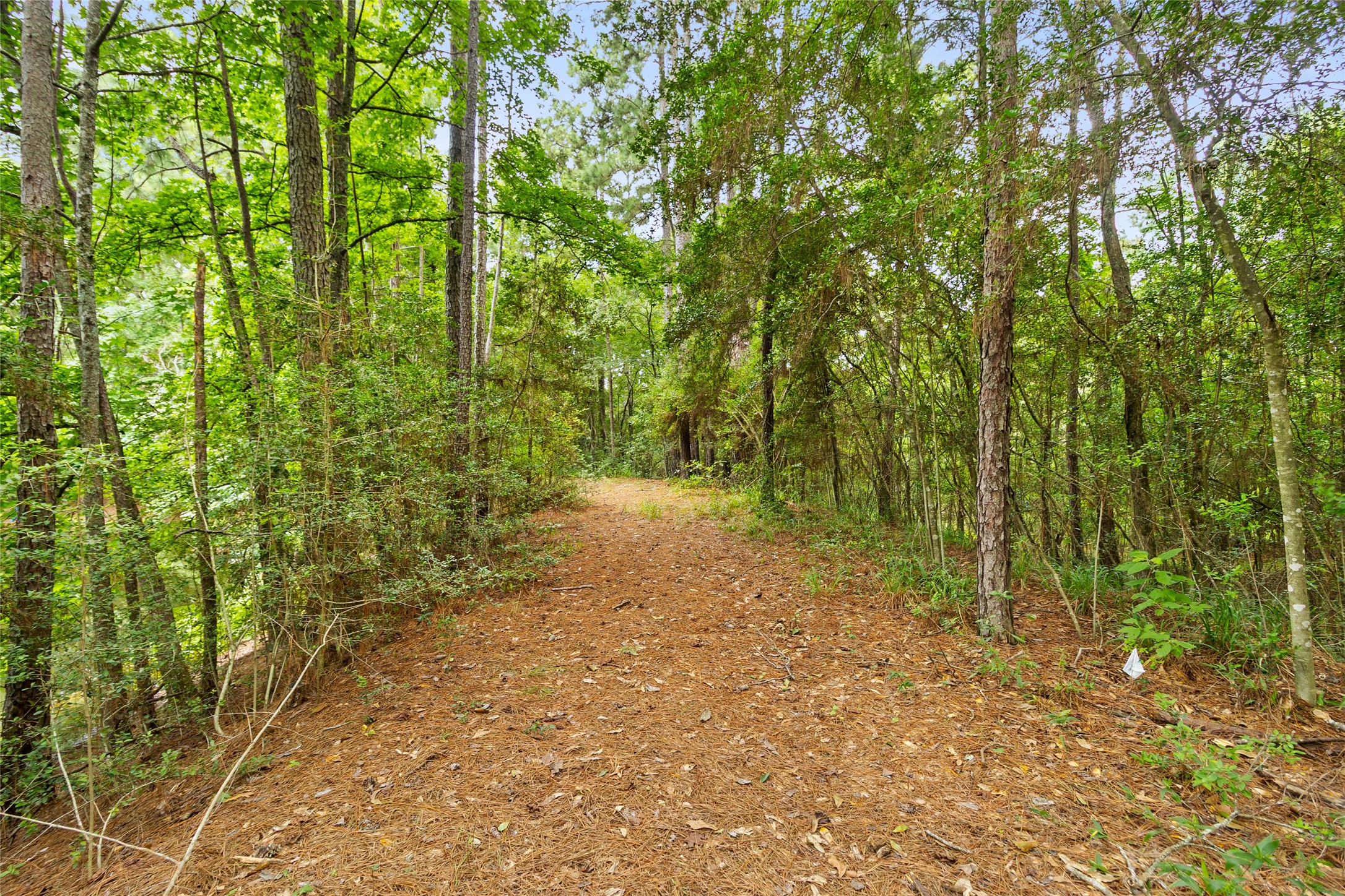 38 Darrell White Road Huntsville, TX 77340 - Photo 42 of 49 a view of a yard with plants and large trees