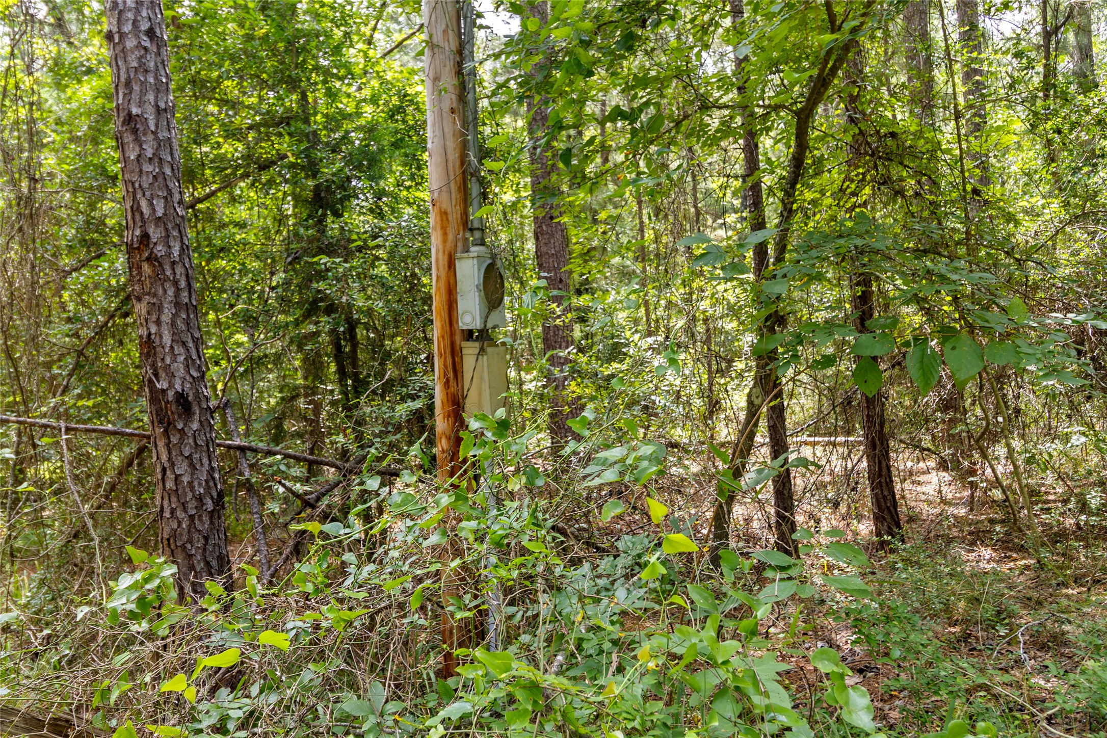 38 Darrell White Road Huntsville, TX 77340 - Photo 44 of 49 a view of a yard