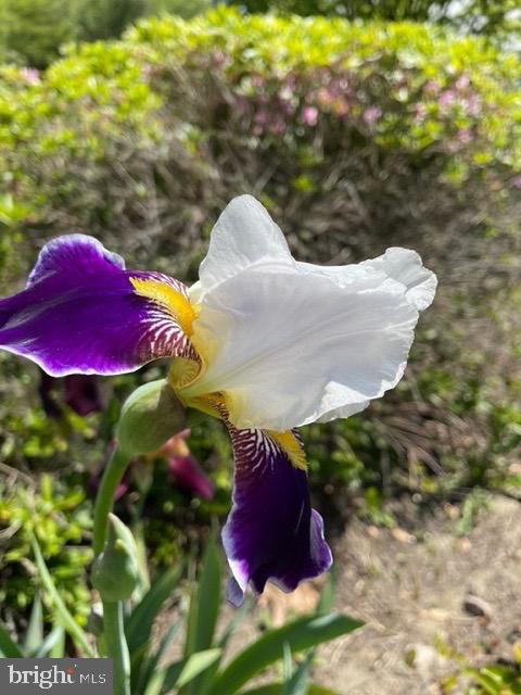 2251 Moore Street Huntingdon, PA 16652 - Photo 99 of 106 flowering plants and trees for all seasons abound