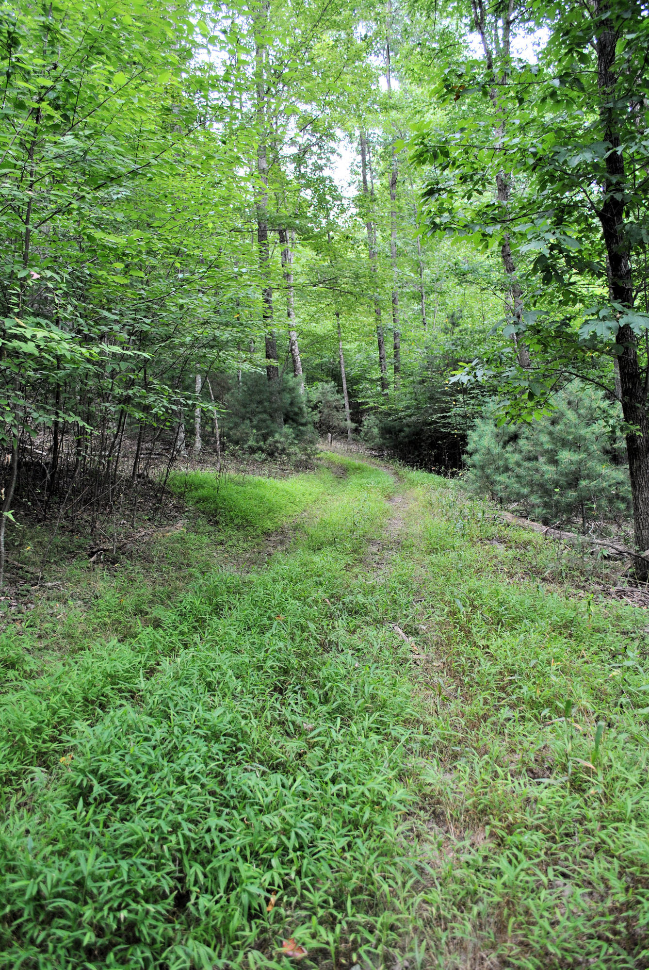 219 Berryhill Road Northwest Riner, VA 24149 - Photo 43 of 54 a view of a lush green forest