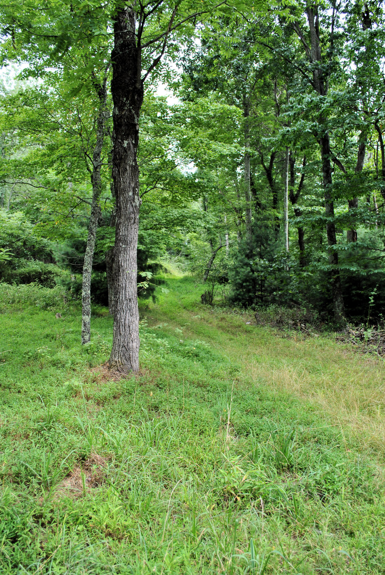 219 Berryhill Road Northwest Riner, VA 24149 - Photo 44 of 54 a view of a lush green forest