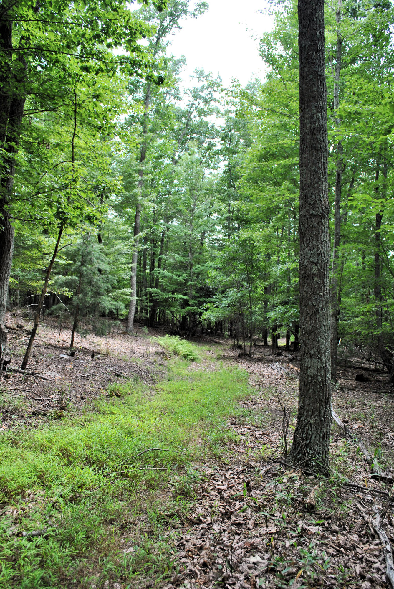 219 Berryhill Road Northwest Riner, VA 24149 - Photo 46 of 54 a big yard with lots of green space and trees