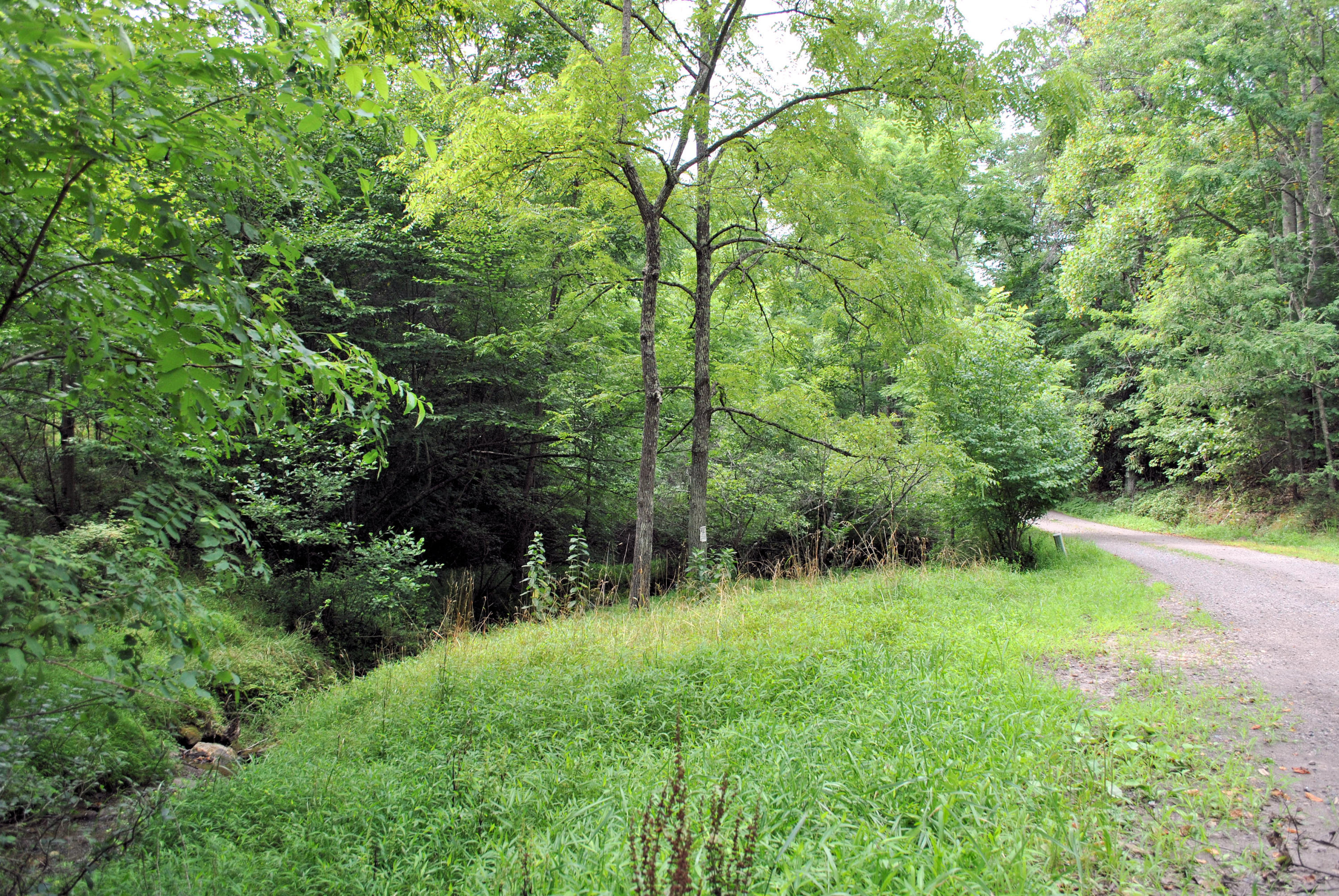 219 Berryhill Road Northwest Riner, VA 24149 - Photo 50 of 54 a view of green field with trees in the background