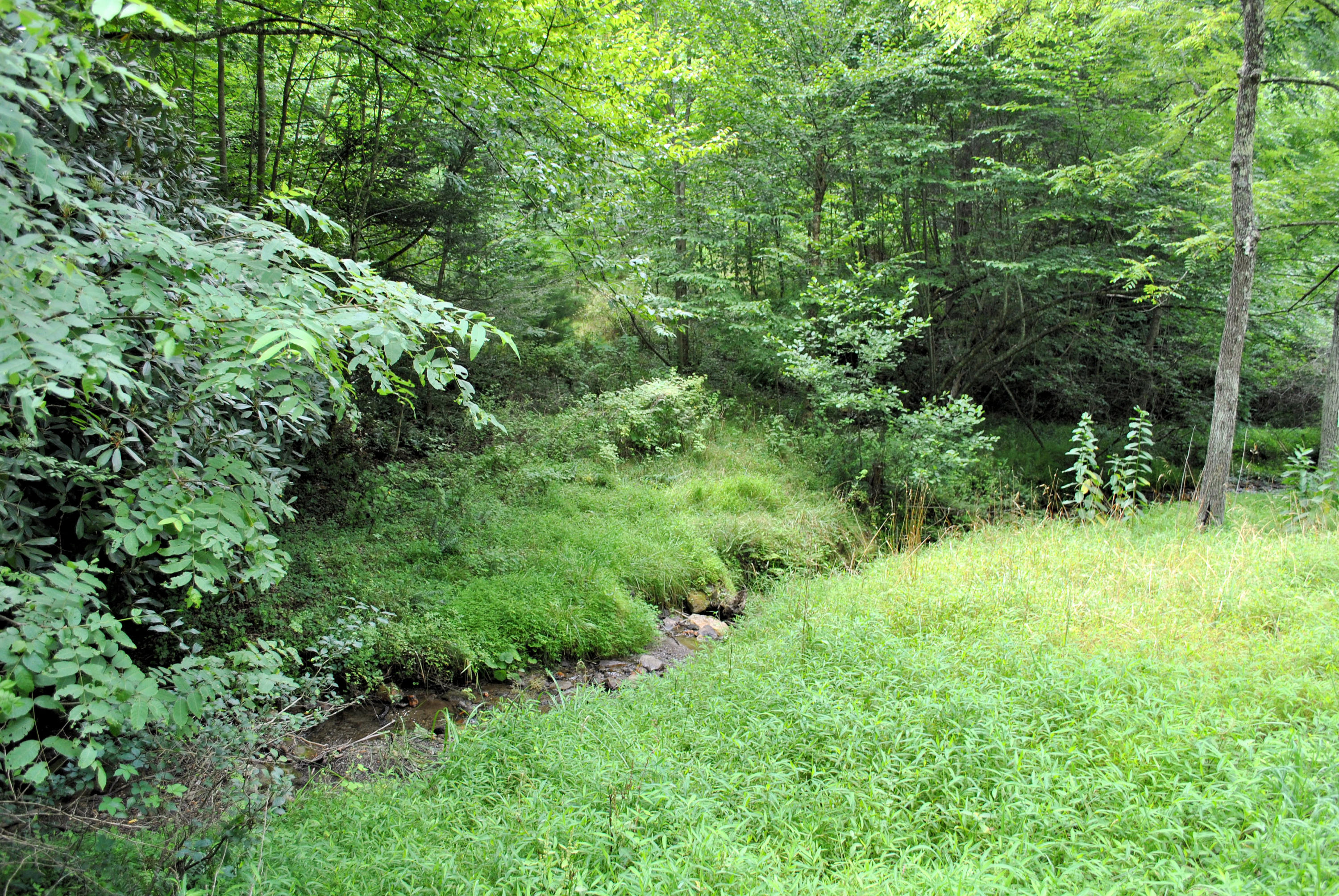219 Berryhill Road Northwest Riner, VA 24149 - Photo 51 of 54 a view of a lush green forest