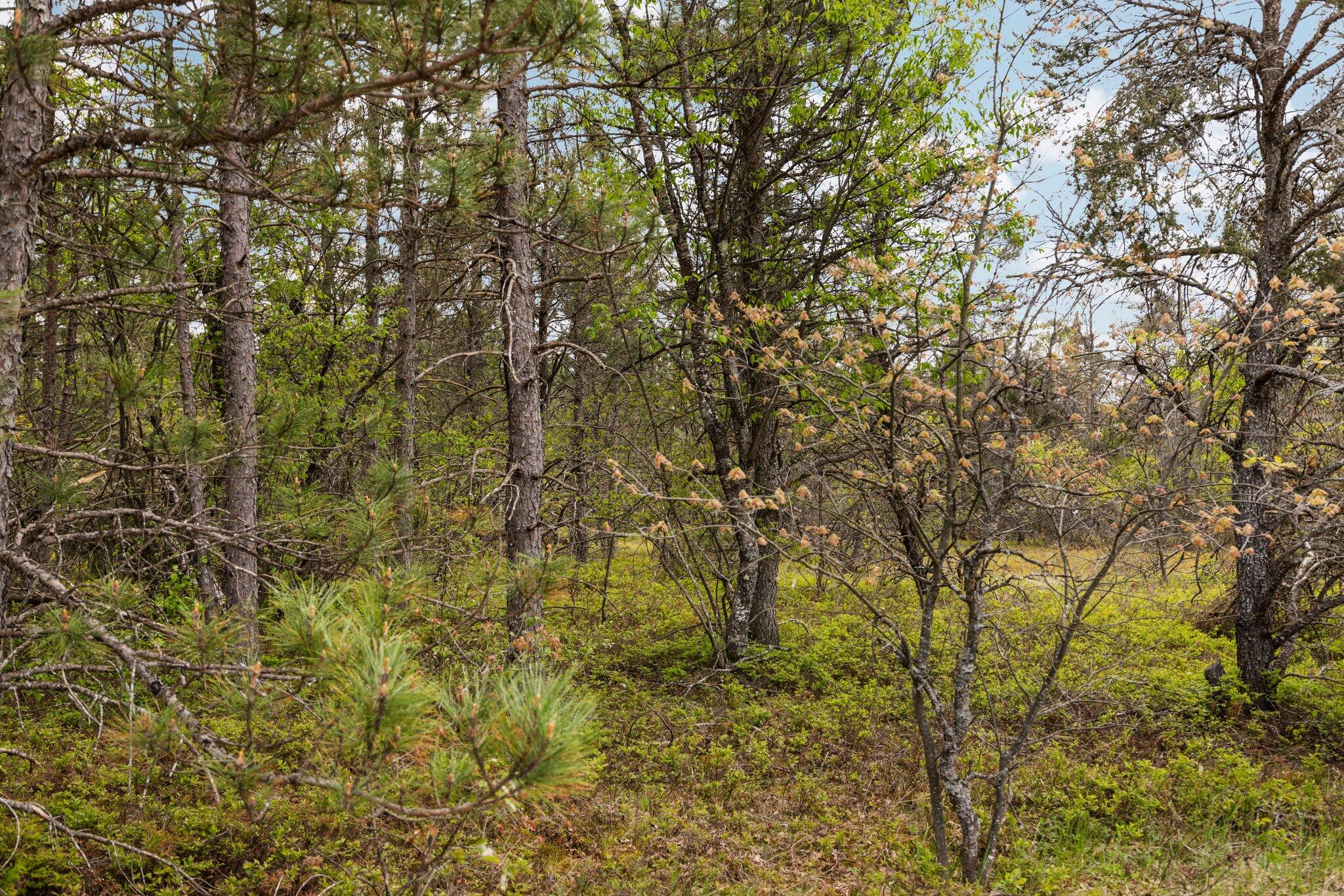 110-acres Winding Road Lewiston, MI 49756 - Photo 3 of 20 1-web-or-mls-279A1440