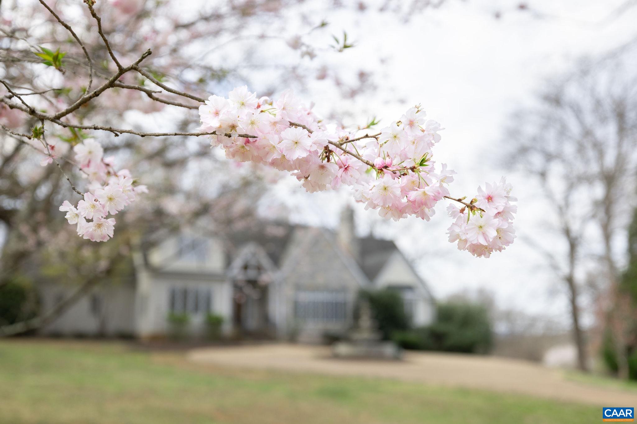 2121 Garth Road Charlottesville, VA 22901 - Photo 41 of 75 a view of a tree