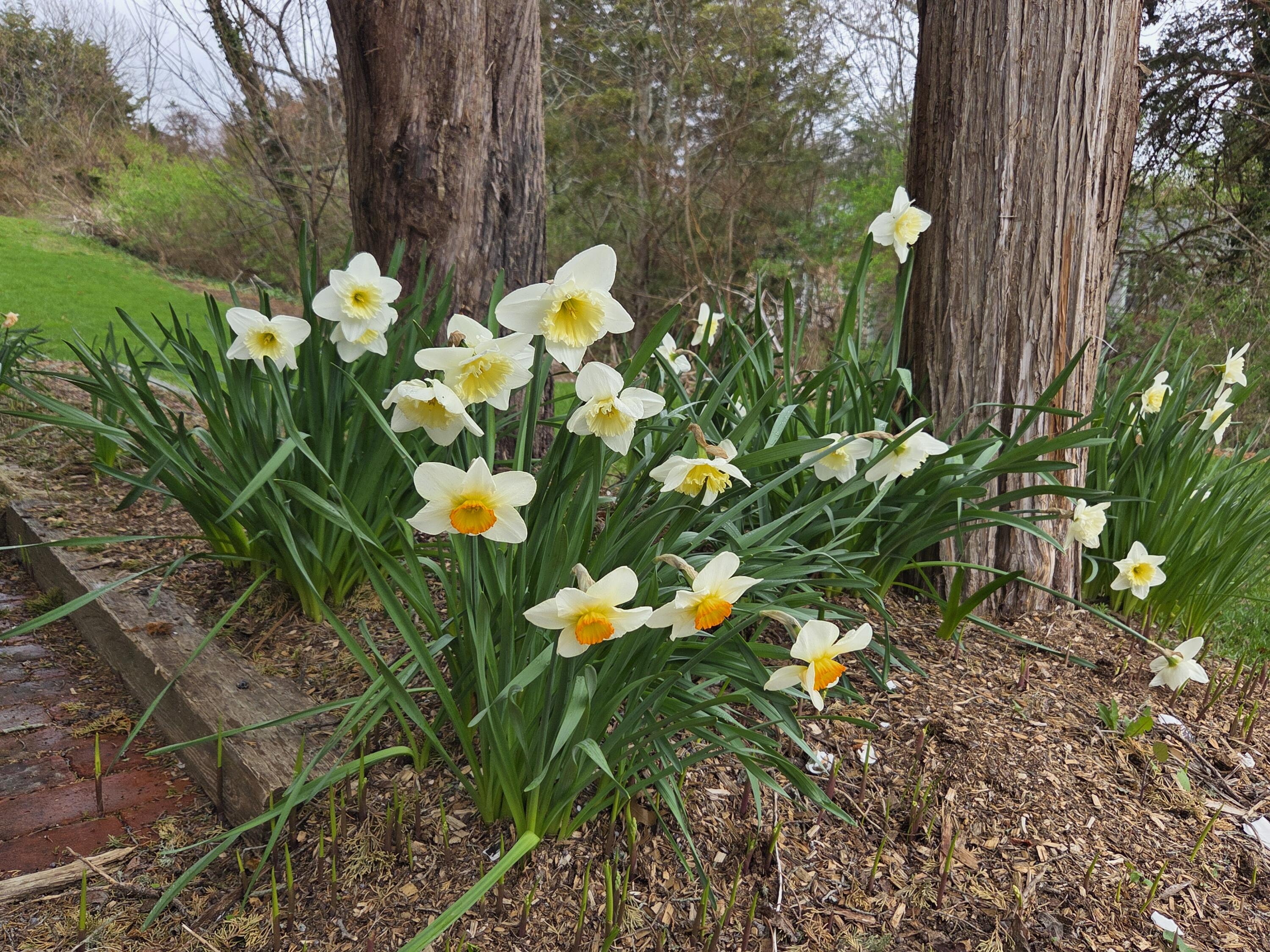 250 Mary Chase Road Eastham, MA 02642 - Photo 44 of 66 Spring flowers
