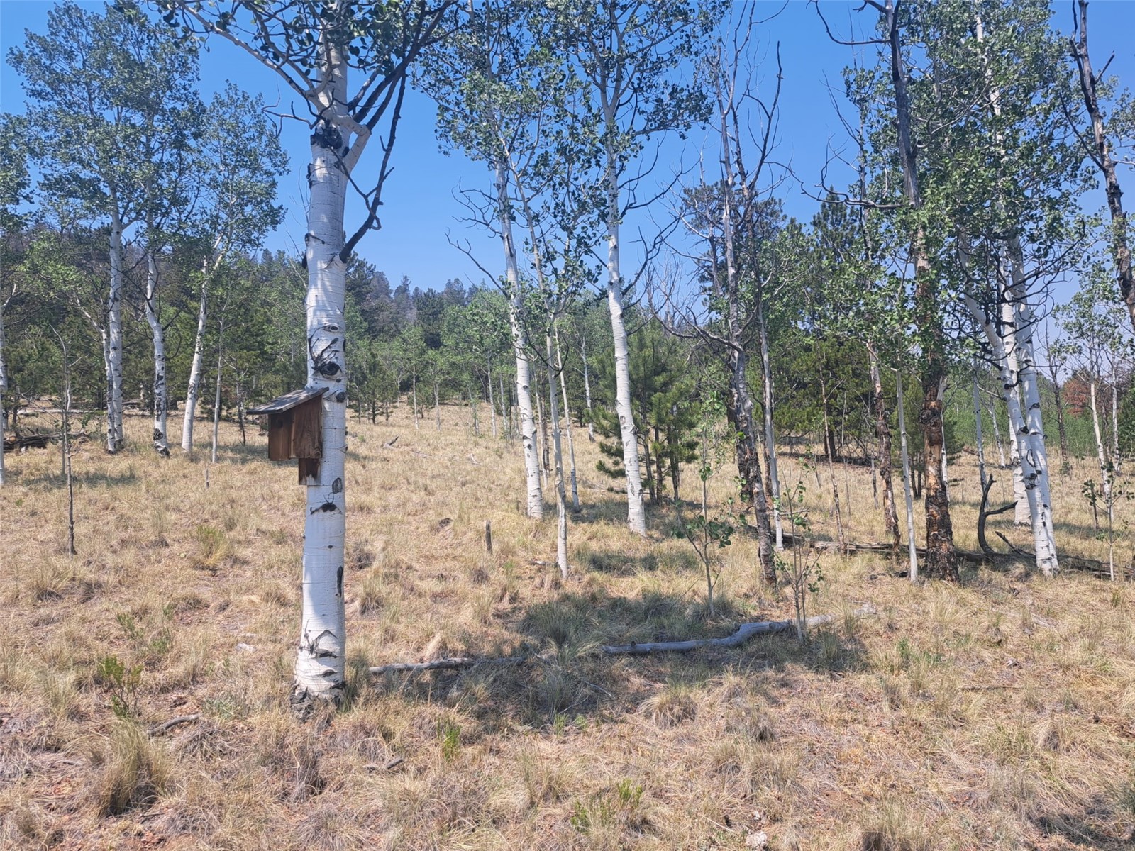 2338 Fitzsimmons Road Hartsel, CO 80449 - Photo 11 of 32
