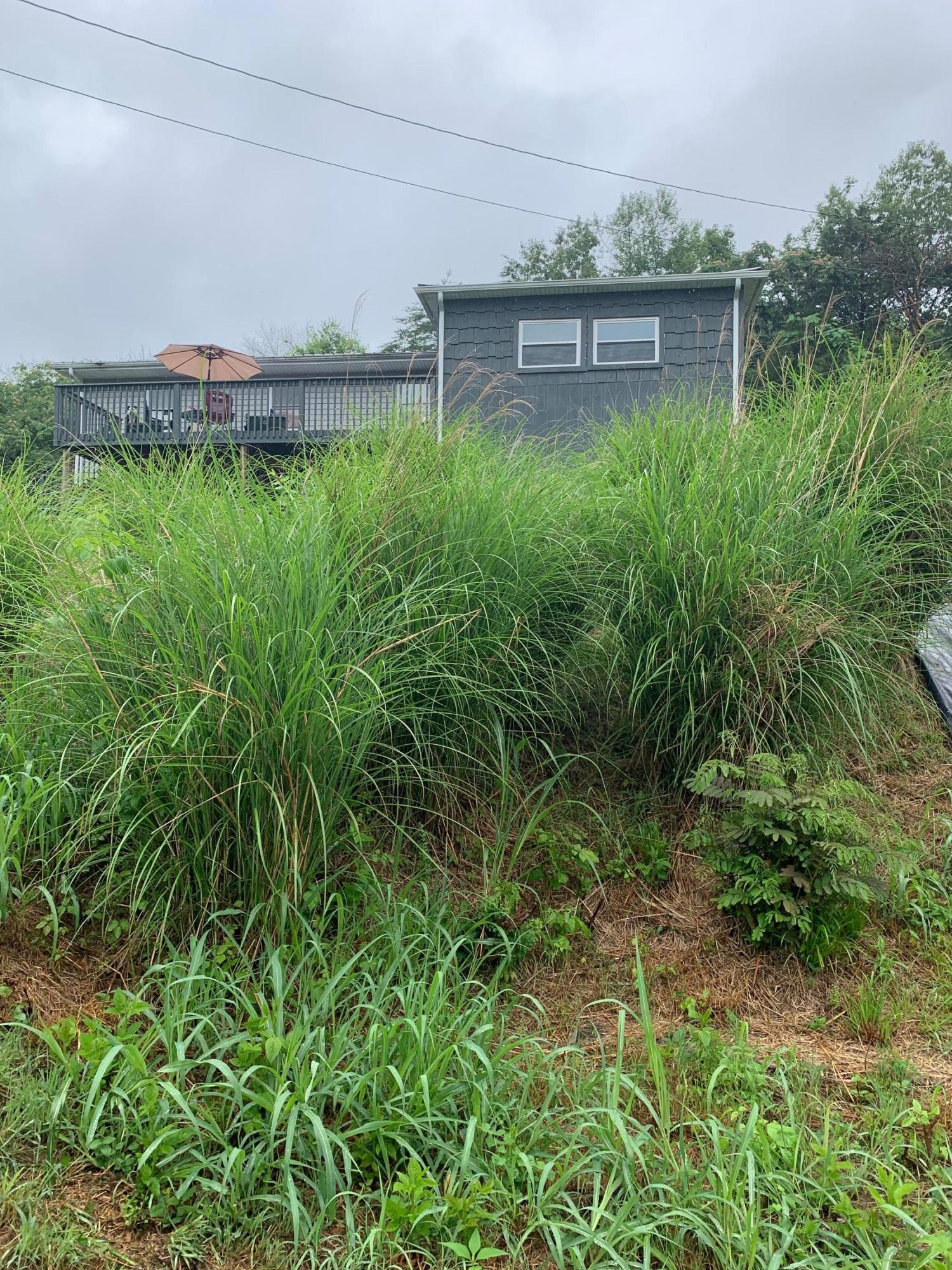 340 Bent Willow Way Heiskell, TN 37754 - Photo 21 of 22 a view of outdoor space and yard