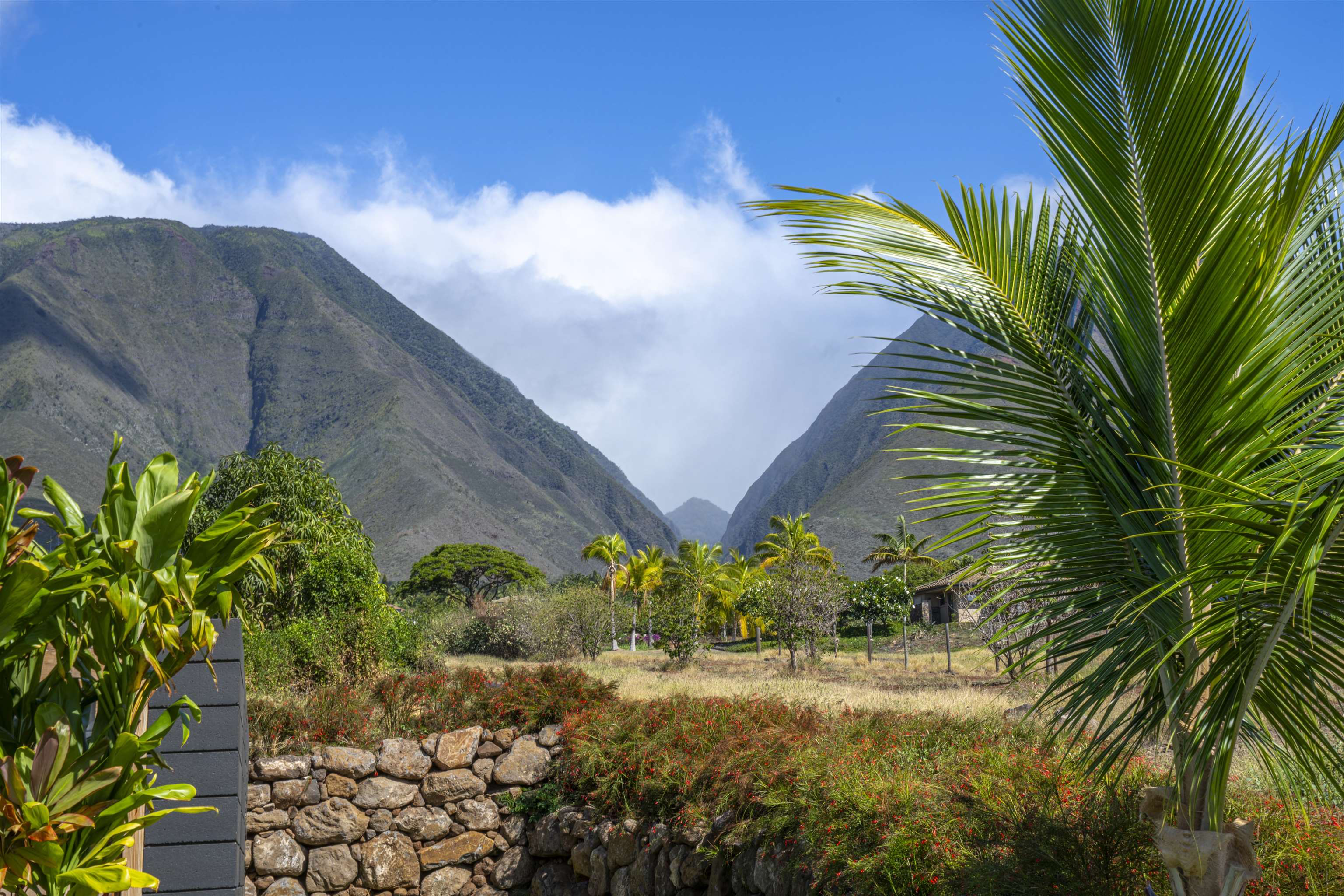 153 Haniu Street, Unit B Lahaina, HI 96761 - Photo 38 of 41 a view of a garden with a plant