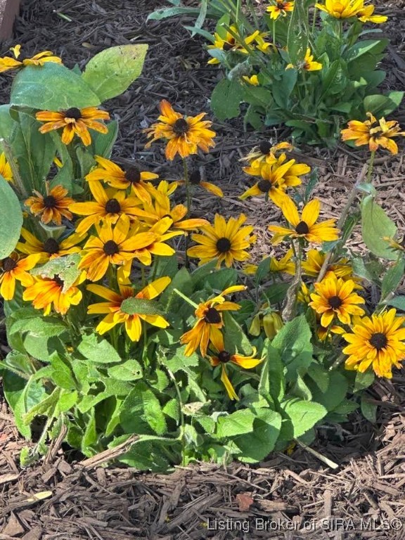 2207 West Robin Road Scottsburg, IN 47170 - Photo 63 of 80 Lots of flowers!