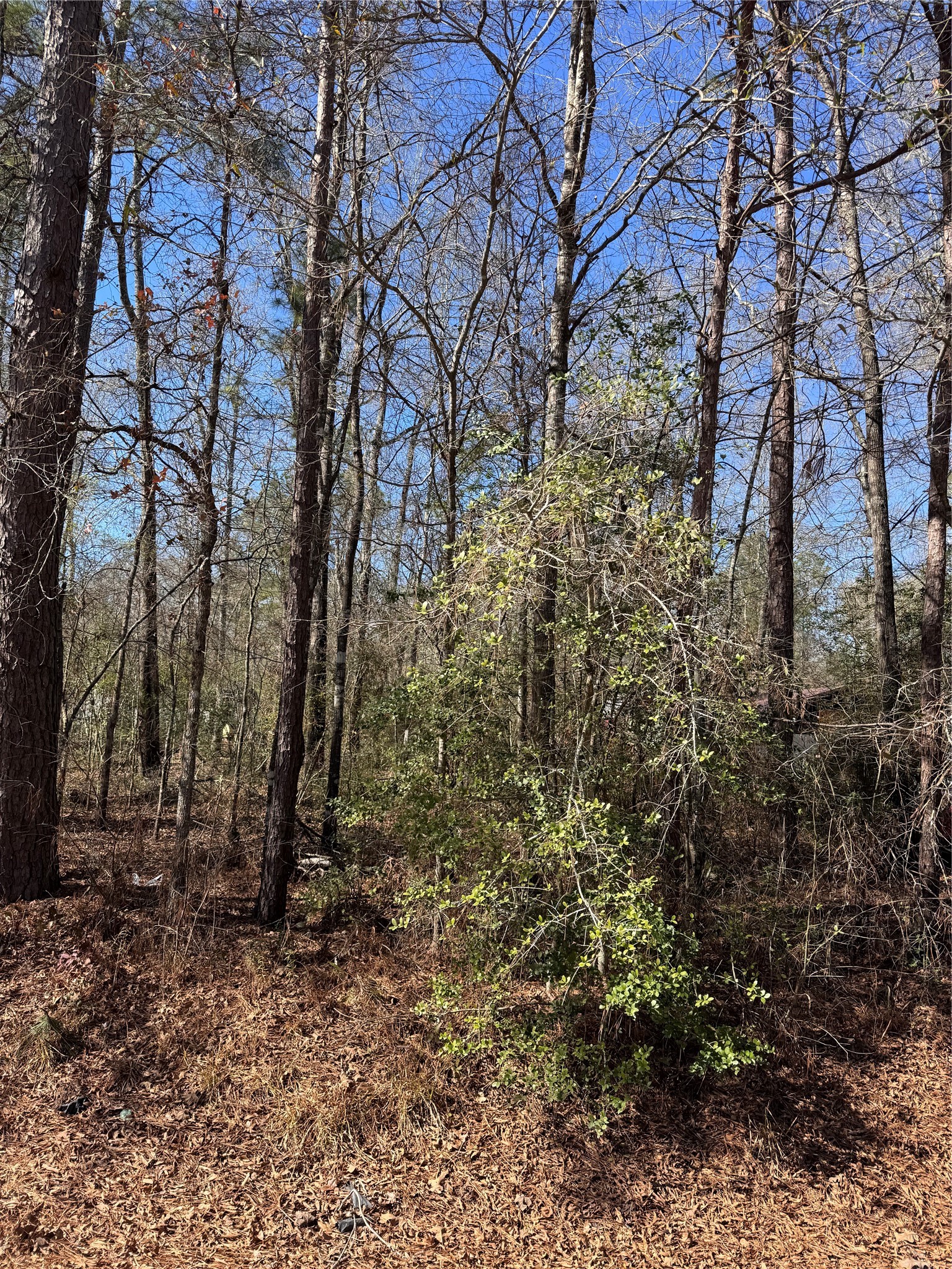 Tbd Jaycrest Livingston, TX 77351 - Photo 3 of 13