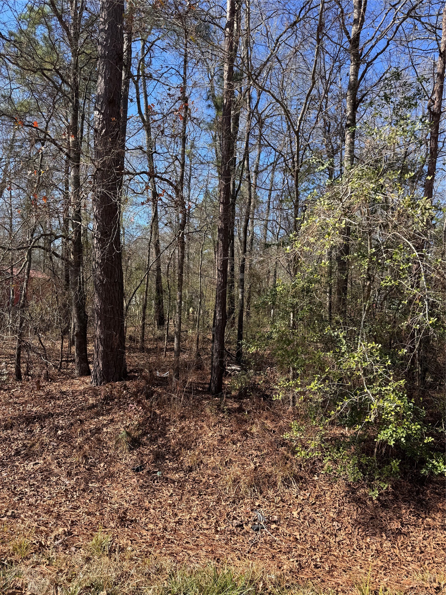 Tbd Jaycrest Livingston, TX 77351 - Photo 4 of 13