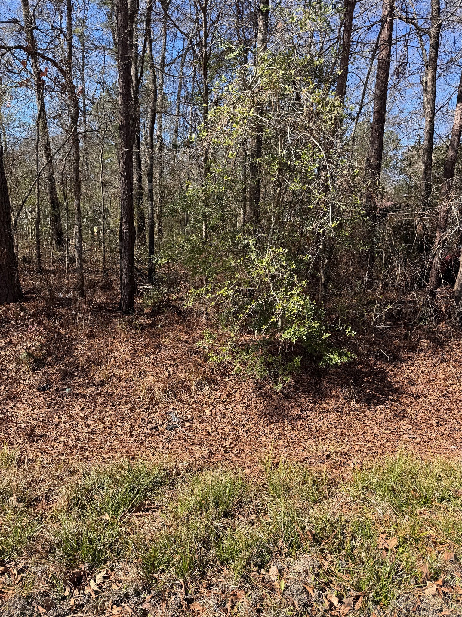 Tbd Jaycrest Livingston, TX 77351 - Photo 5 of 13