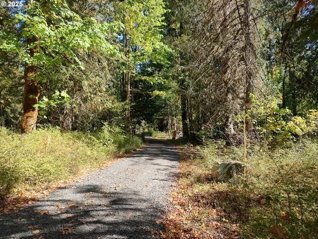 a view of a yard with plants and trees