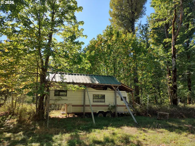 a view of a forest with a tree