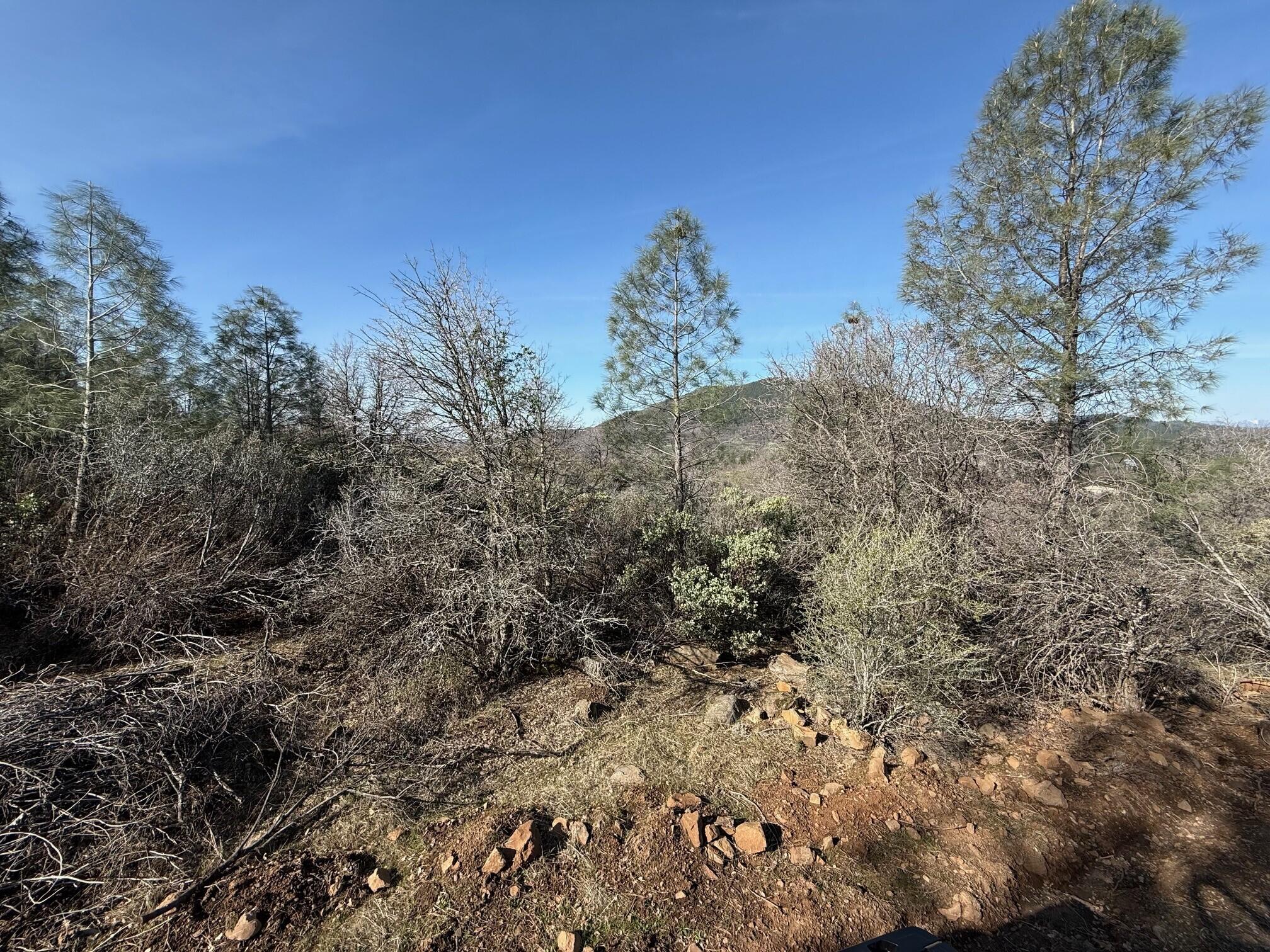 Ranch Road Round Mountain, CA 96084 - Photo 8 of 13 a view of a forest with a tree in the background