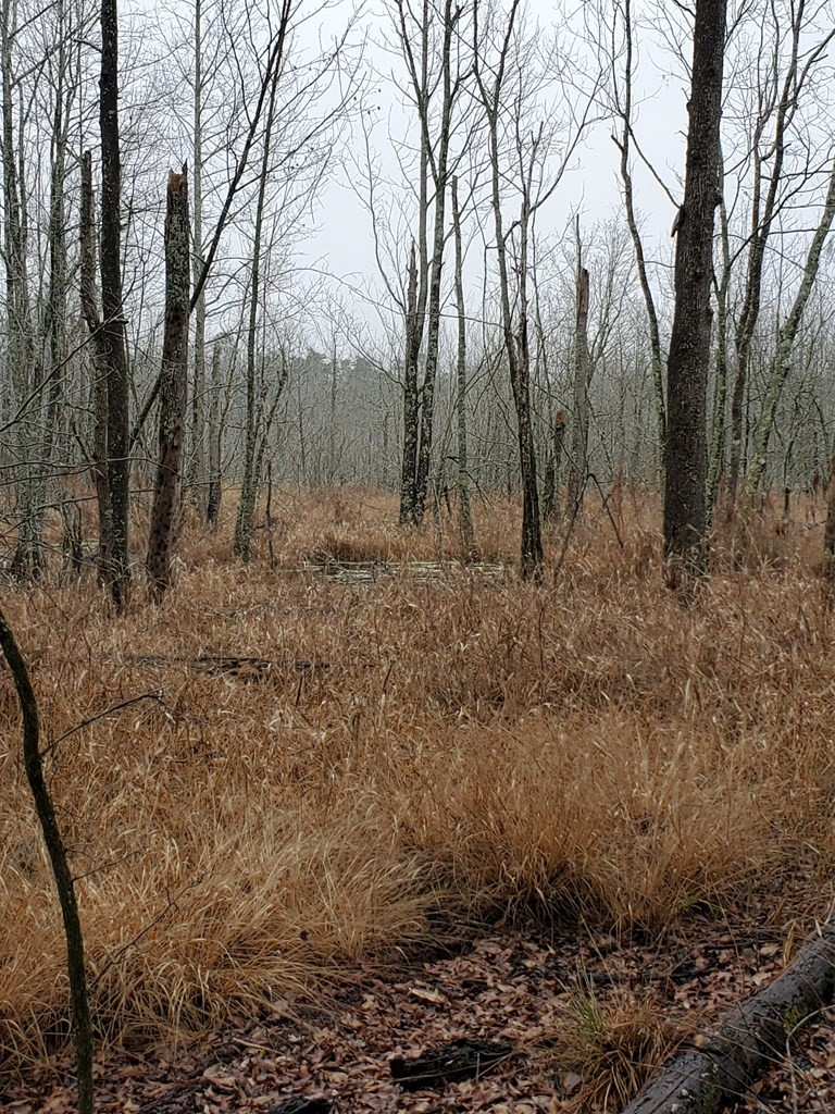 0 Millett Road Martin, SC 29836 - Photo 5 of 5