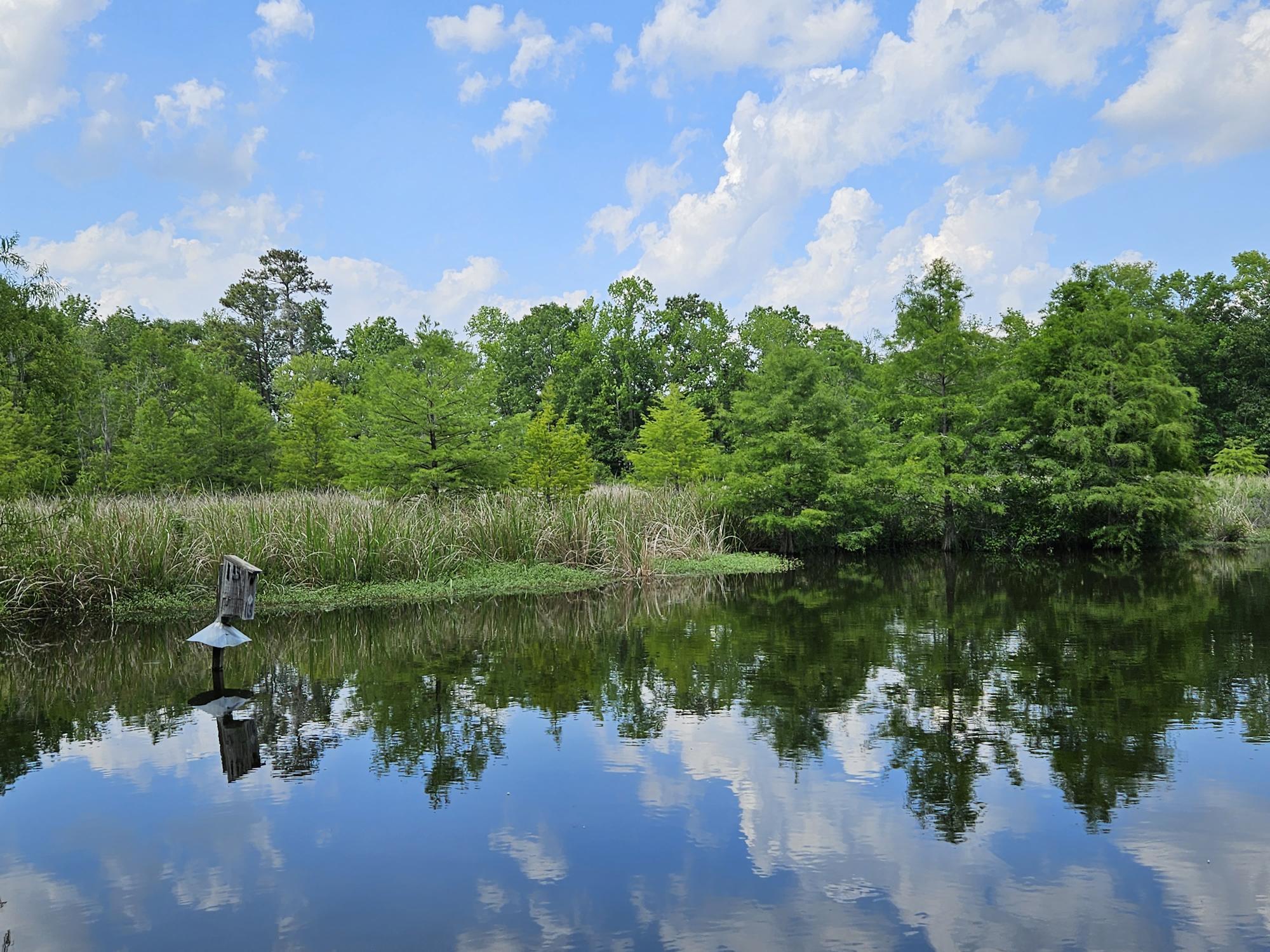 234 Ridge Lake Drive Manning, SC 29102 - Photo 10 of 26 VIEW FROM THE BOAT LIFT