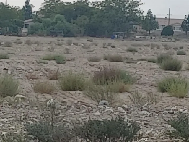 a view of a dry field covered with trees