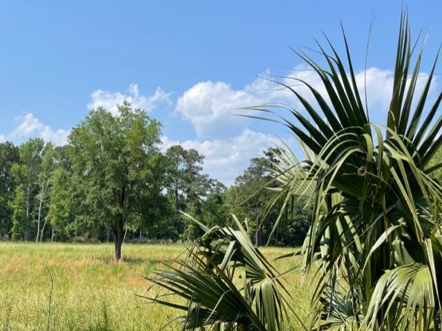 320 Mercantile Road, Unit LOT 1 McClellanville, SC 29458 - Photo 4 of 8 IMG_1776