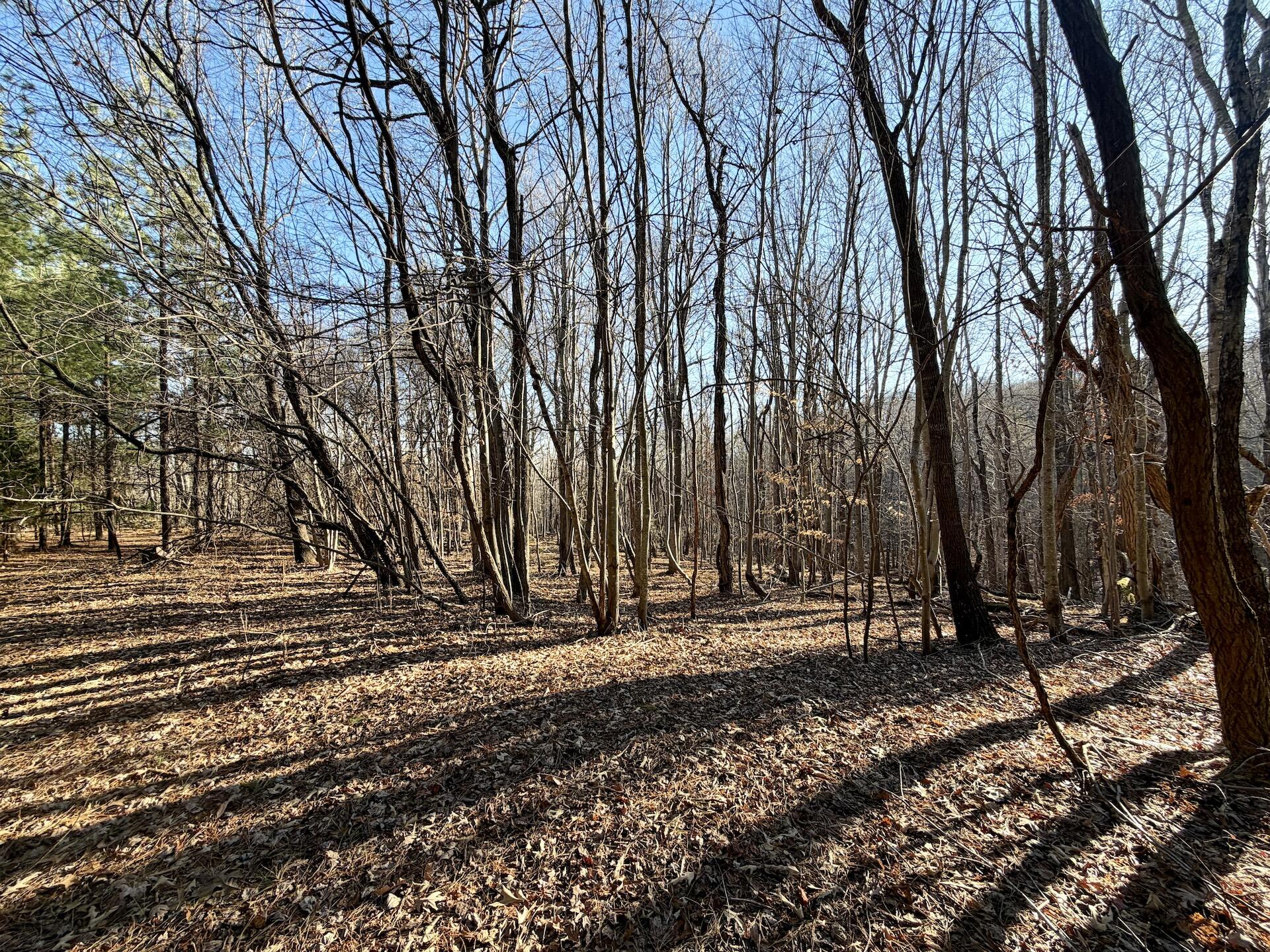 0 Dillards Hill Road Union Hall, VA 24176 - Photo 11 of 59 a view of outdoor space with trees
