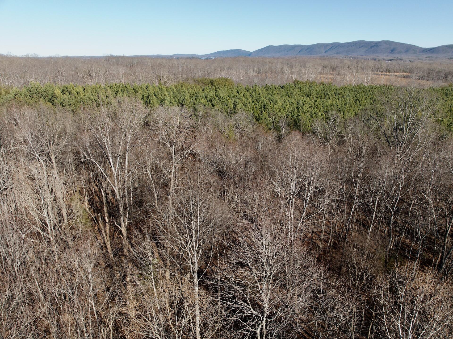 0 Dillards Hill Road Union Hall, VA 24176 - Photo 16 of 59 a view of a lush green forest with mountains in the background
