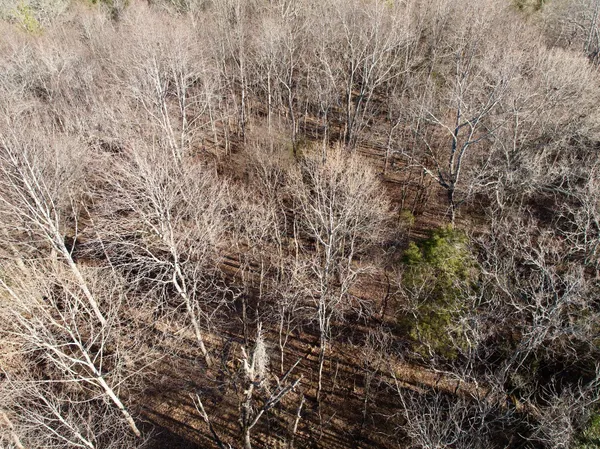a view of a forest with a tree