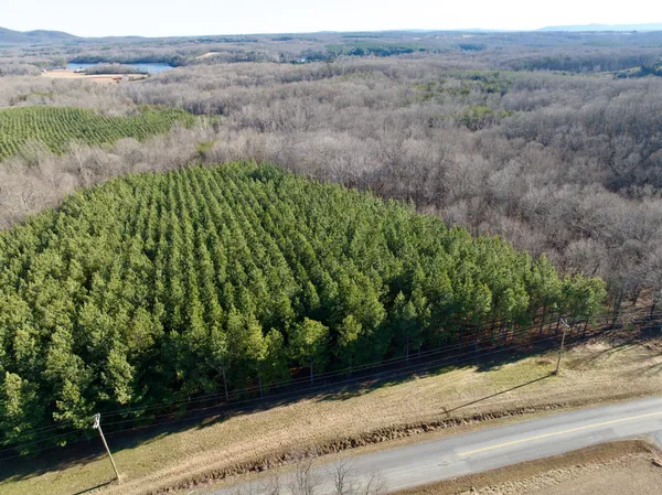 a view of a field with a tree