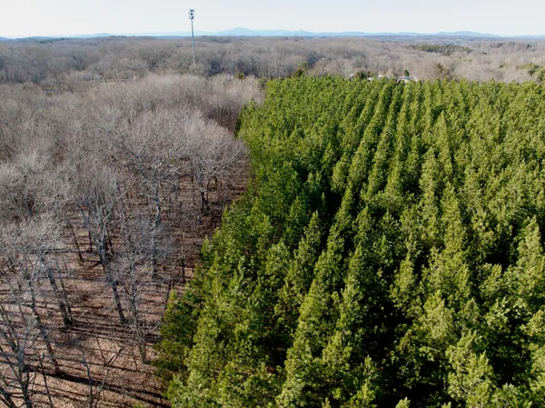 a view of a forest with a tree