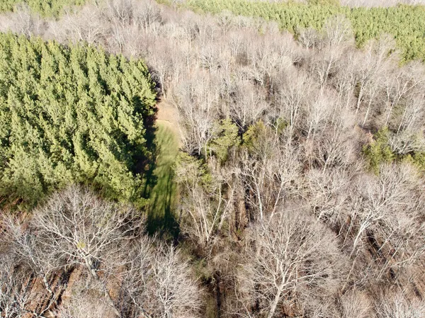 a close up of a plant