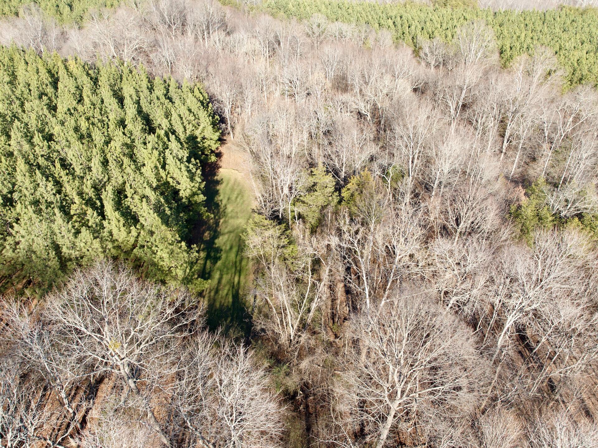 0 Dillards Hill Road Union Hall, VA 24176 - Photo 26 of 59 a view of a plant in a field