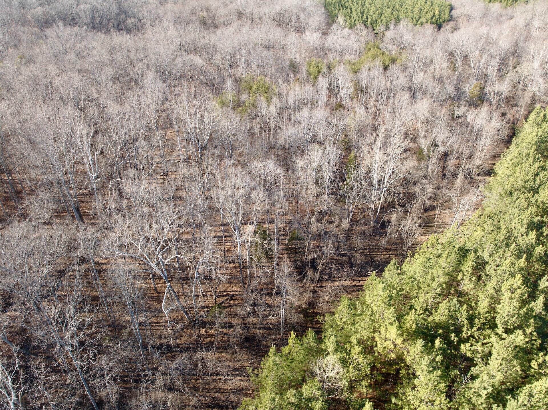0 Dillards Hill Road Union Hall, VA 24176 - Photo 29 of 59 a close up of a plant