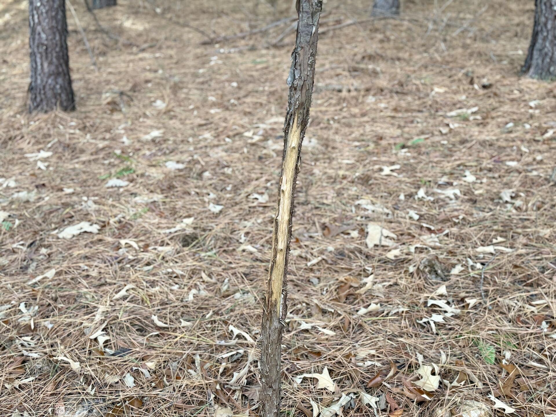0 Dillards Hill Road Union Hall, VA 24176 - Photo 35 of 59 a bathroom with a shower