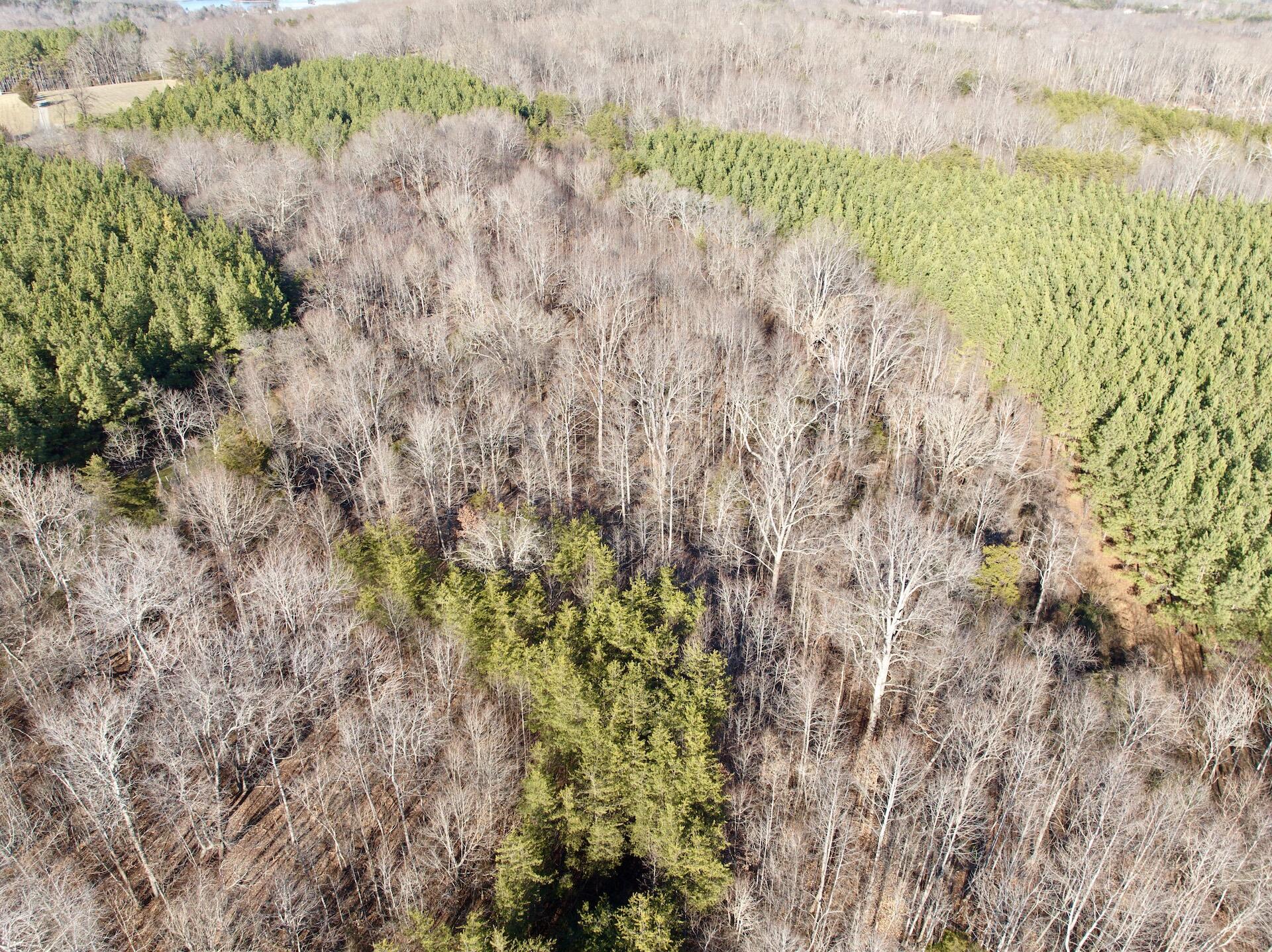 0 Dillards Hill Road Union Hall, VA 24176 - Photo 36 of 59 a view of a yard with a tree