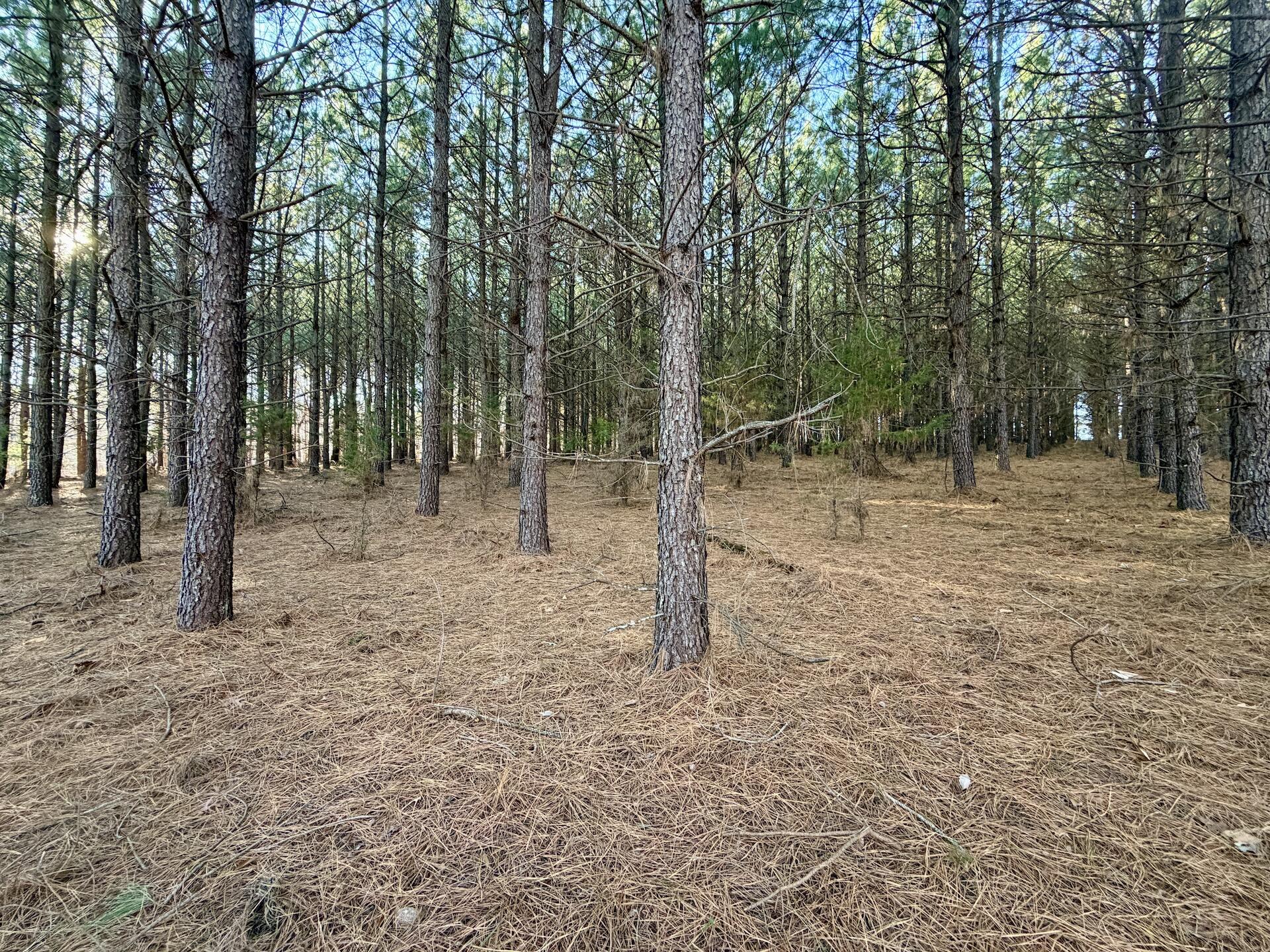 0 Dillards Hill Road Union Hall, VA 24176 - Photo 38 of 59 a backyard of a house with lots of trees