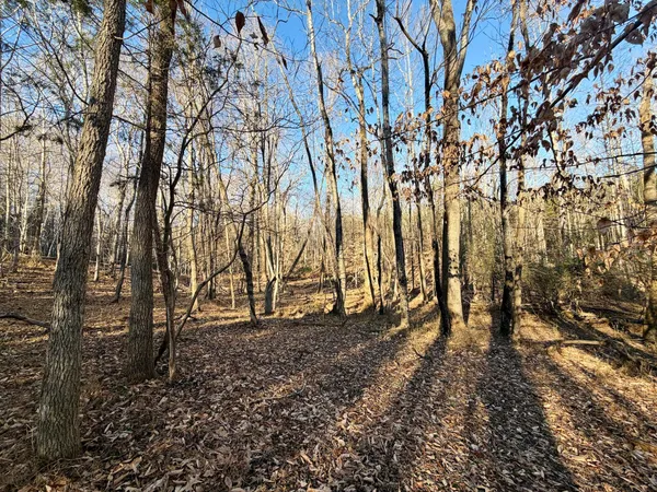 a view of a backyard with large trees