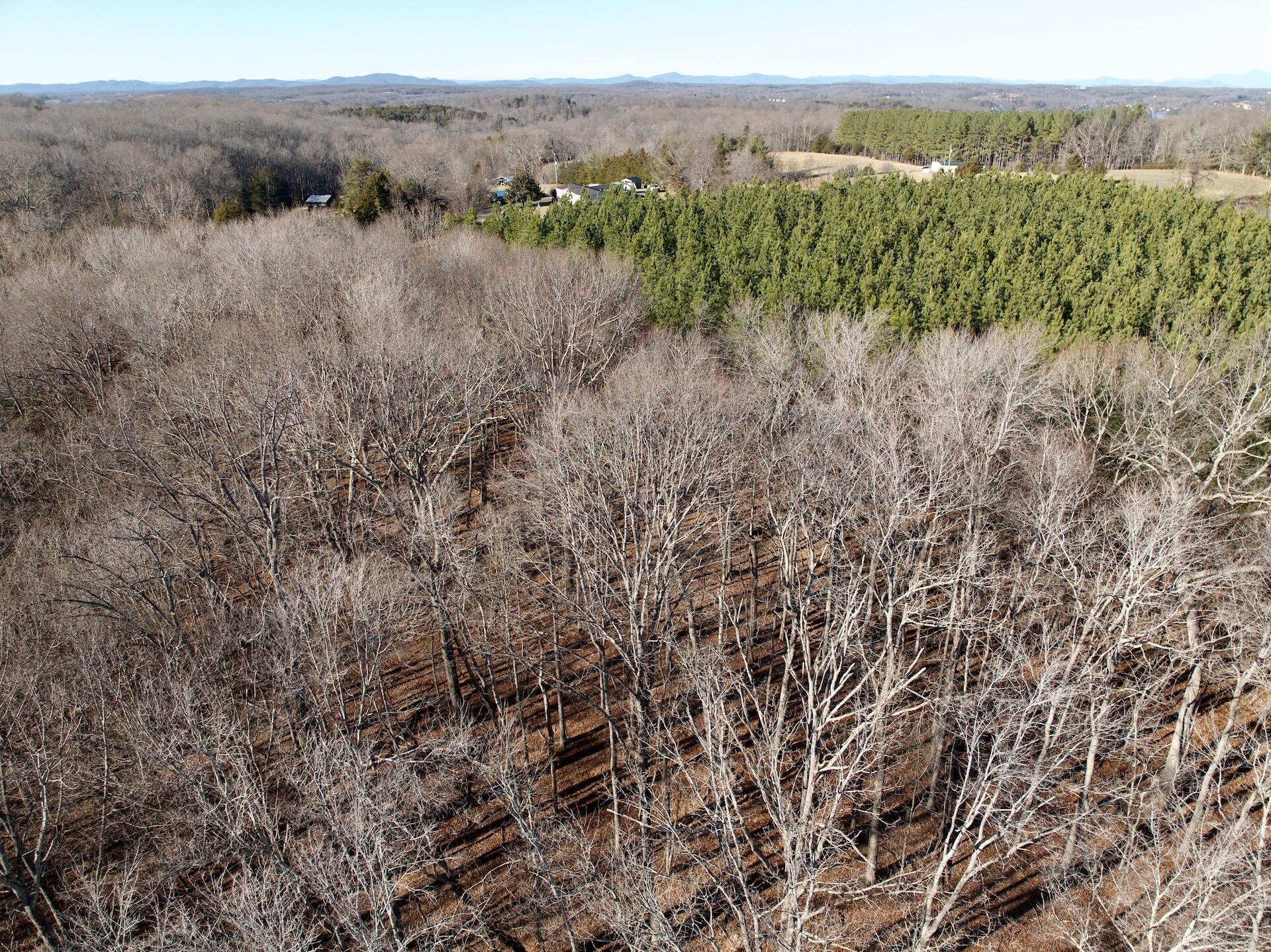 0 Dillards Hill Road Union Hall, VA 24176 - Photo 44 of 59 a view of a lush green forest with trees in the background