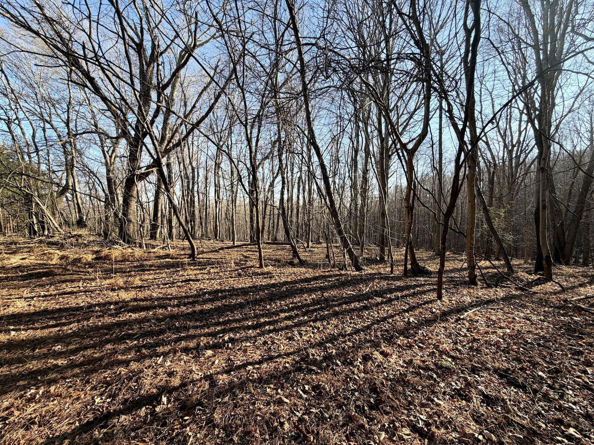 0 Dillards Hill Road Union Hall, VA 24176 - Photo 46 of 59 a view of a backyard with large trees