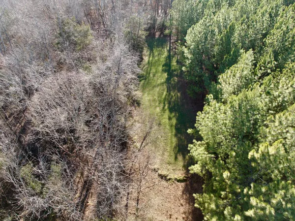a view of a forest with trees in the background