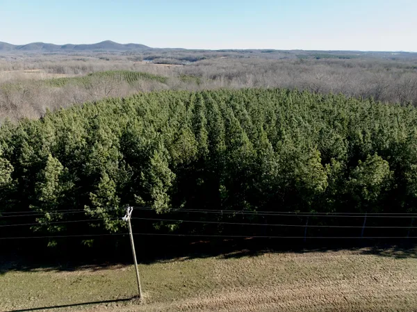 a view of a yard with plants and trees