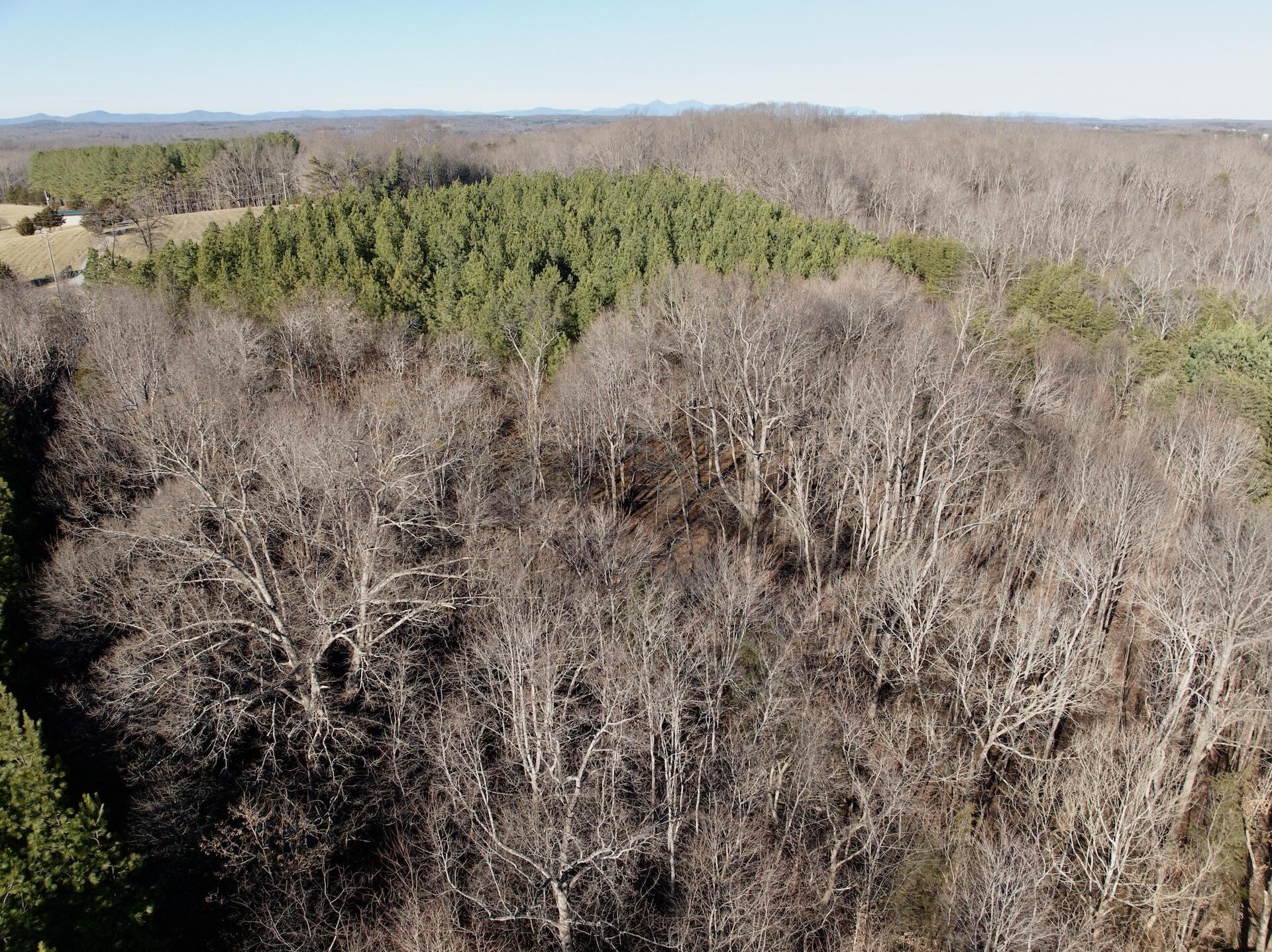 0 Dillards Hill Road Union Hall, VA 24176 - Photo 50 of 59 a view of a green field with lots of bushes