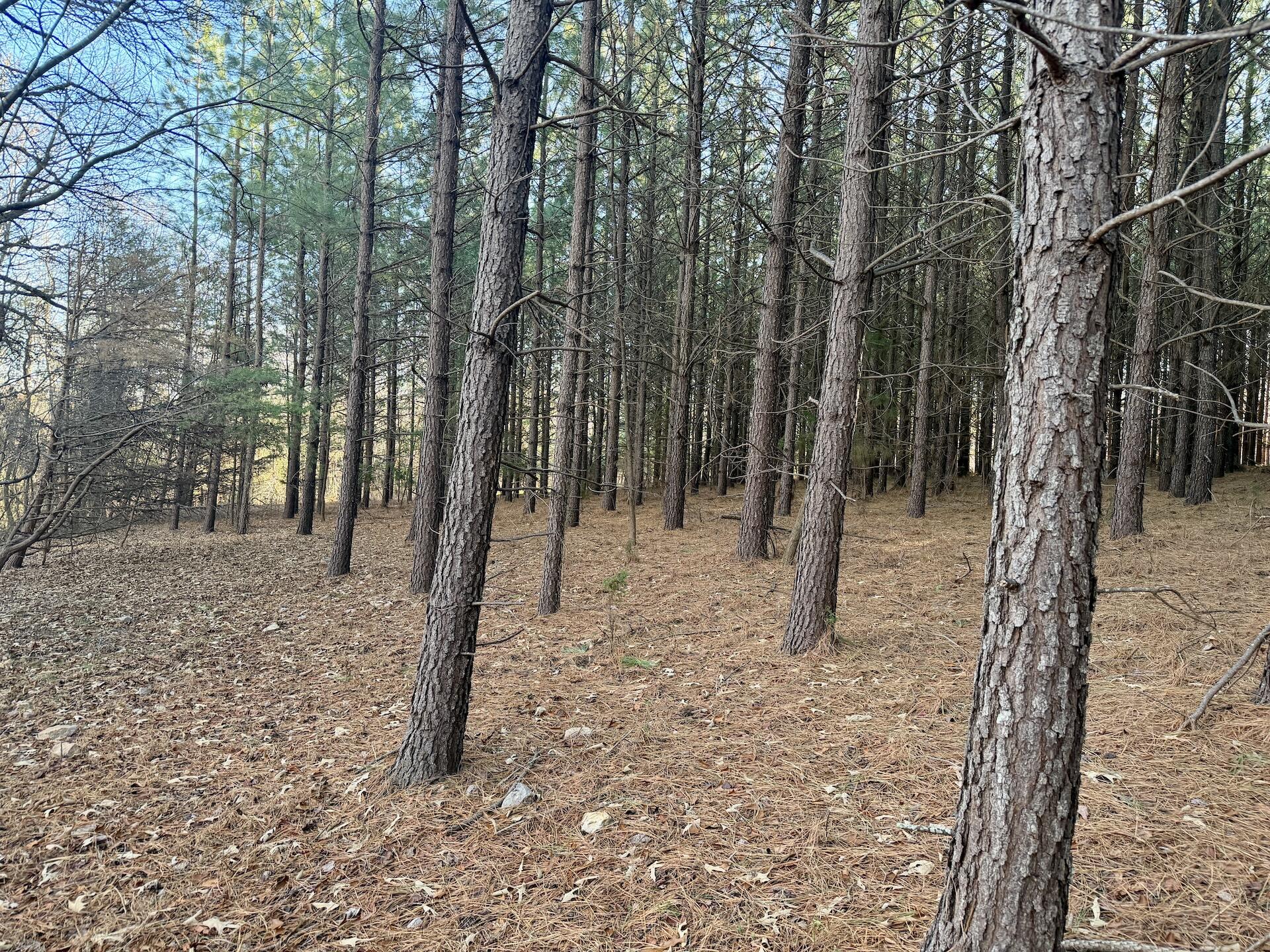 0 Dillards Hill Road Union Hall, VA 24176 - Photo 5 of 59 a view of a forest filled with trees