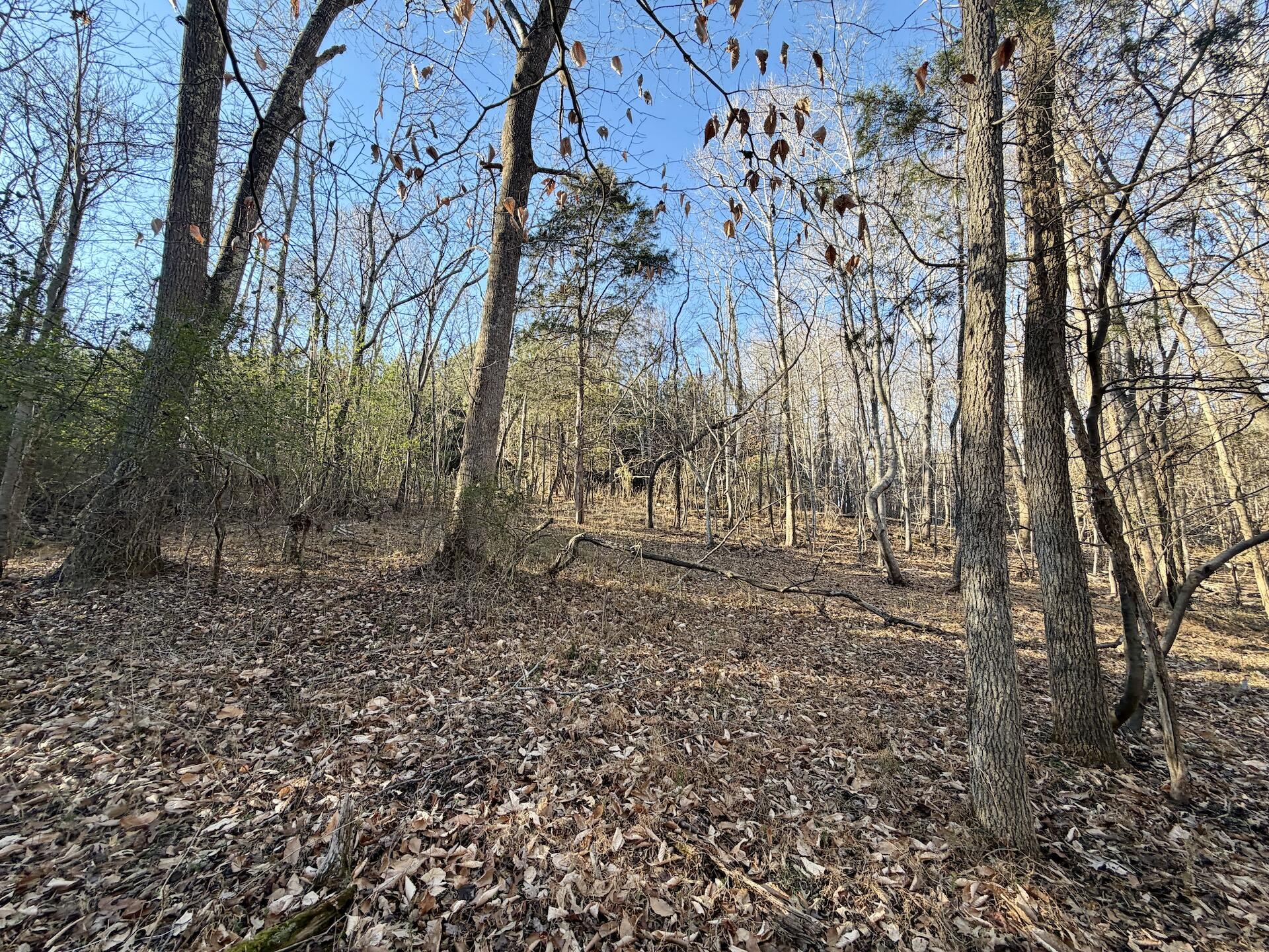 0 Dillards Hill Road Union Hall, VA 24176 - Photo 8 of 59 a view of backyard with trees