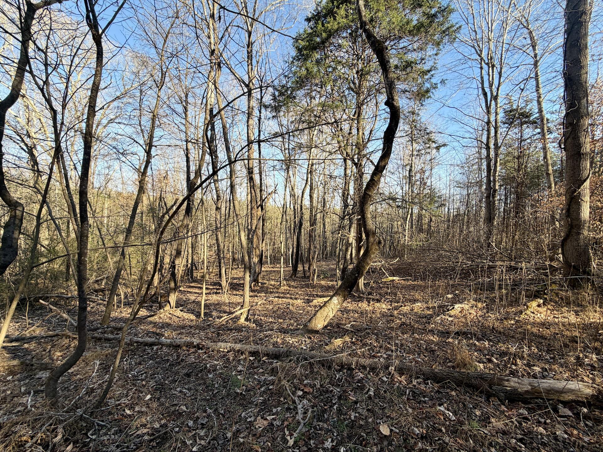 0 Dillards Hill Road Union Hall, VA 24176 - Photo 9 of 59 a backyard of a house with a trees