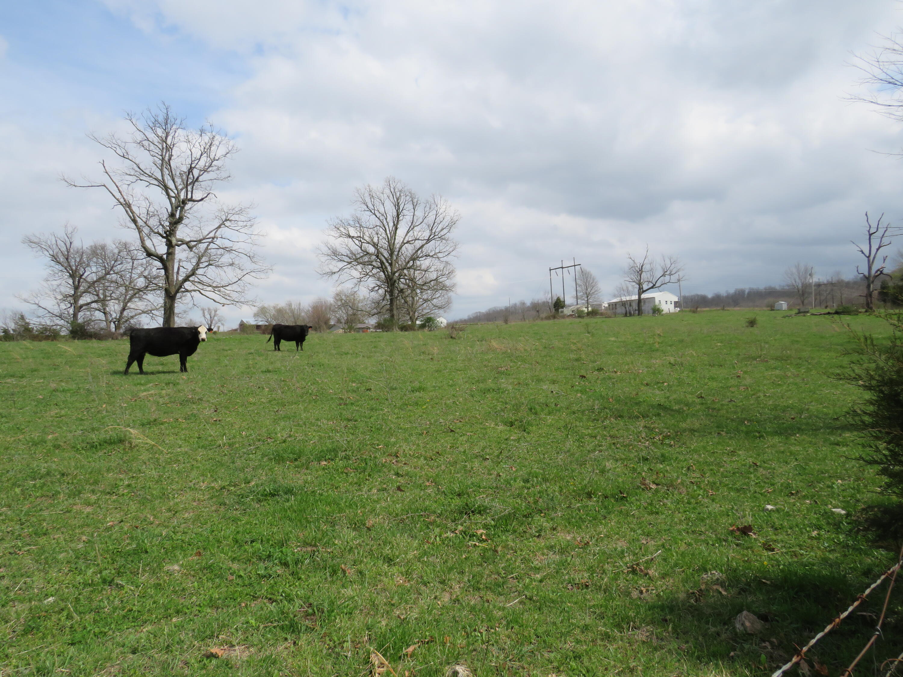 0 Wilbur Road Mansfield, MO 65704 - Photo 1 of 1 IMG_5200